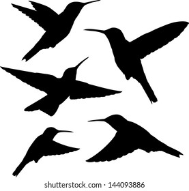 set of five detailed black hummingbird silhouettes isolated on white