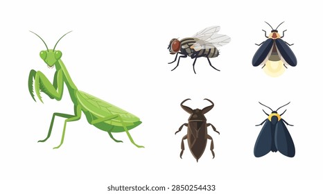 A set of five detailed vector illustrations featuring predatory insects: a praying mantis, a robber fly, a moth, a beetle, and a housefly. Each insect is depicted with realistic anatomical details and