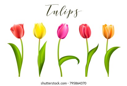 Set of five different color tulips isolated on white background
