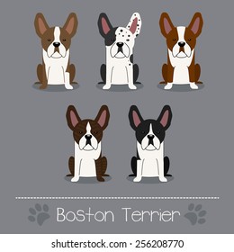 Set of five different colors Boston Terrier