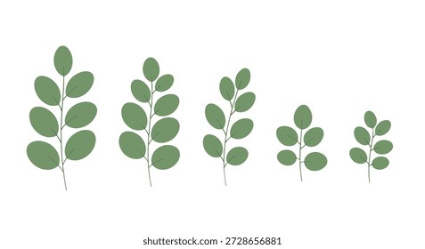 Set of five green botanical branches with small oval leaves arranged from largest to smallest on a clean white background for design.