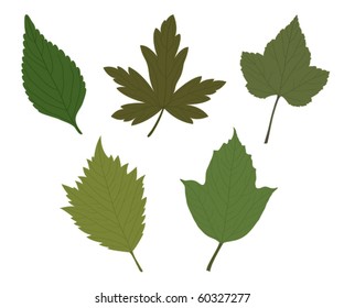 Set of five green vector leaves. Each one on a separate layer.