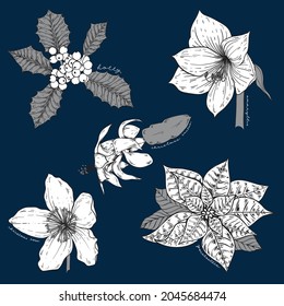 Set of five hand drawn botanical style holiday flowers in black and white on navy blue background. 