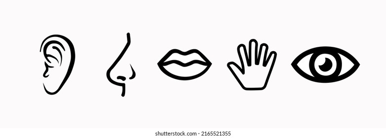 Conjunto de cinco sentidos humanos vista, olfato, oído, tacto, sabor. Iconos de línea simples.