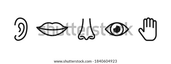 Set Five Human Senses Sight Smell Stock Vector (Royalty Free ...