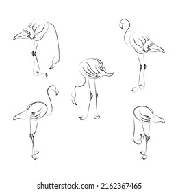 Set of five isolated flamingos. Vector hand-drawn elements.