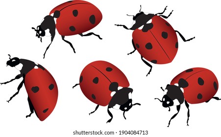 Download Ladybug Insect Illustration Royalty-Free Stock
