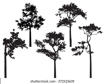 Set Of Five Pine Tree Silhouette Vector