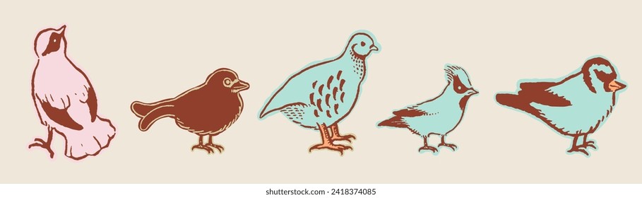 Set of five realistic types of birds illustrations.