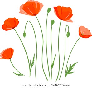 Set of five red poppy flowers with buds isolated illustration, composition for bouquet of wildflowers, illustration of common poppy