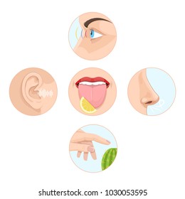 Set of five senses man. Anatomy, human organs. Nose smell, eyes vision, ears  hearing, skin touch, language  taste and taste buds. Perception of environment, sensations. Vector illustration.