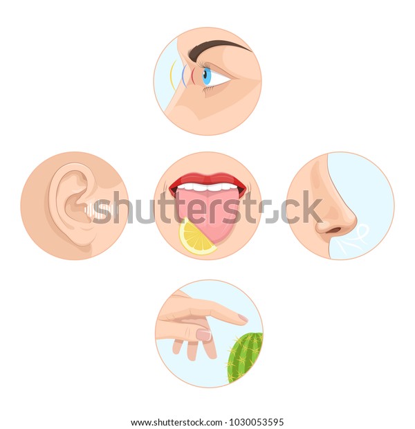 五感の人のセット 解剖学 人間の臓器 鼻のにおい 目の視力 耳の聴覚 皮膚の触感 言葉の味 味覚 環境 感覚の知覚 ベクターイラスト のベクター画像素材 ロイヤリティフリー