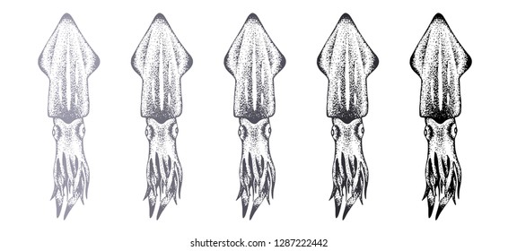 Set of five silhouettes of squids. Vector. Color options from light gray to black. Isolated on white. Hand-drawn.