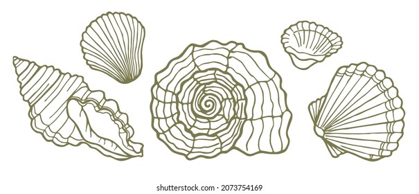 A set of five sketch-style seashells. Vector illustration. Design for decoration.