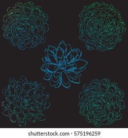 Set of five succulent plants made in linear style with colorful gradient. Vector illustration.