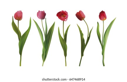 Set of five Tulip flowers isolated on a white background. Vector illustration in EPS10 format