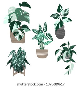 Set of five variegated house plants in pots including monstera and ficus, hand drawn vector flat illustration.