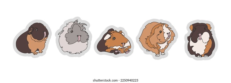 Set of five vector Guinea pigs isolated on white background. Vector illustration.