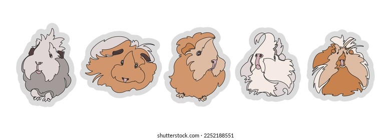 Set of five vector guinea pigs isolated on white background. Vector illustration.