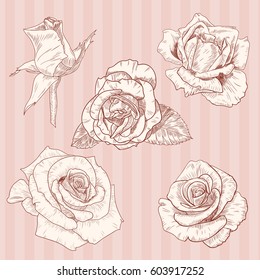Set of five vector roses on a striped background. Flower design.