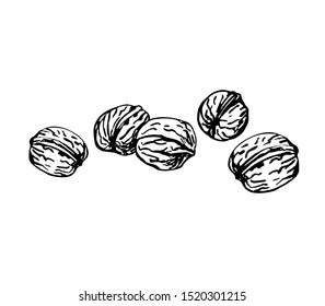 Set of five walnuts in line art style. Autumn still life harvest.