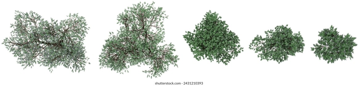 Set of Flamboyant bleu flower plants, isolated on transparent background. 3D render.Top view