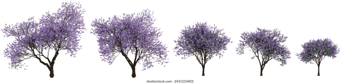 Set of Flamboyant bleu flower plants, isolated on transparent background. 3D render