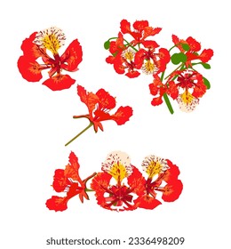 Set of flame tree flower isolated on white background. vector illustration. 