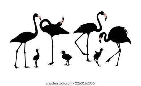 set of flamingo  birds silhouette. vector isolated. elegant flamingo birds family. Illustration depicting a flamingo standing.