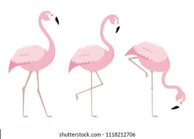 set of flamingo birds. vector isolated