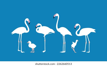 set of flamingo birds. vector isolated. elegant flamingo birds family. Illustration depicting a flamingo standing.