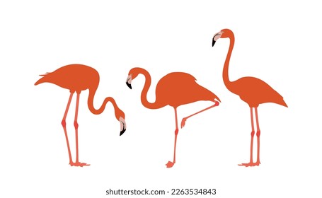 set of flamingo birds. vector isolated. elegant flamingo birds family. Illustration depicting a flamingo standing.