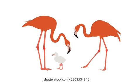 set of flamingo birds. vector isolated. elegant flamingo birds family. Illustration depicting a flamingo standing.