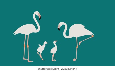 conjunto de aves flamingo. vector aislado. elegante familia de aves flamingo. Ilustración que representa un flamingo de pie.
