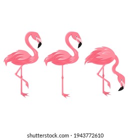 Set of Flamingo isolated on white background, vector illustration