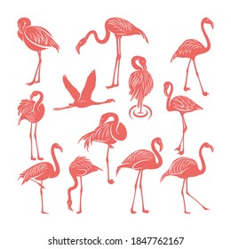 Set of flamingo logo template. Bird vector illustration, creative design.