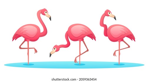 Set of flamingo in various poses cartoon illustration