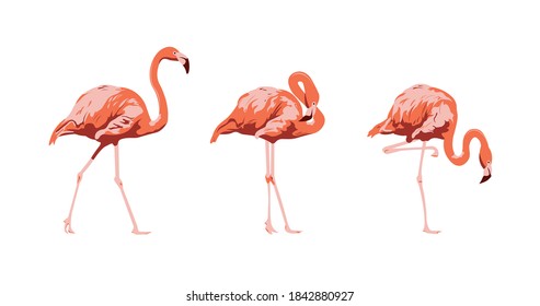 Set flamingos. 
Animal of africa and tropics. Bird on white background. Фламинго