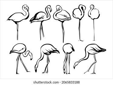 A set of flamingos. Different poses in black and white sketch linear style. Silhouette for svg.