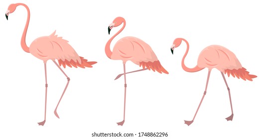 Flamingos in verschiedenen Posen. Rosa Vögel im Cartoon-Stil.