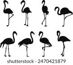 set of flamingos in different poses silhouette, vector