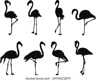 set of flamingos in different poses silhouette, vector