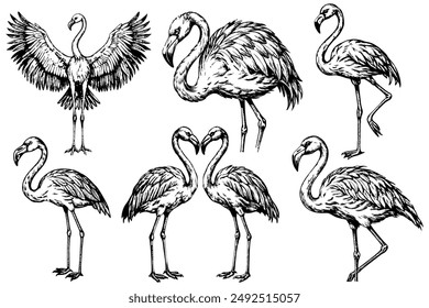 Set of flamingos in different poses in sketch style on a white background.