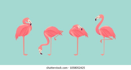 Set of flamingos isolated on background. illustration.