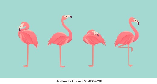 Set of flamingos isolated on background. illustration.