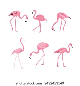 Set of flamingos on white background