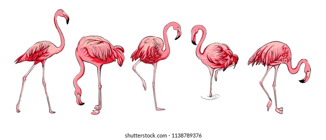 set of flamingos, vector