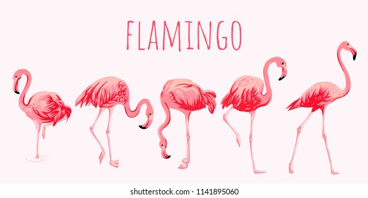 Set of flamingos, vector, no lines