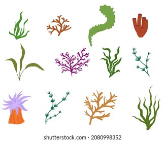 Conjunto de algas planas aisladas en ilustraciones vectoriales blancas. Plantas submarinas.