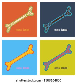 Set of Flat anatomy of the Long Bone. Periosteum, endosteum, bone marrow and trabeculae.